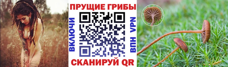 Псилоцибиновые грибы Psilocybe купить Карпинск